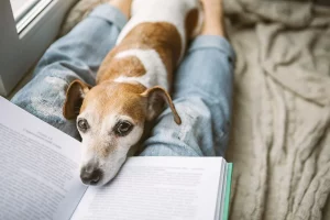 How to cope with pet loss